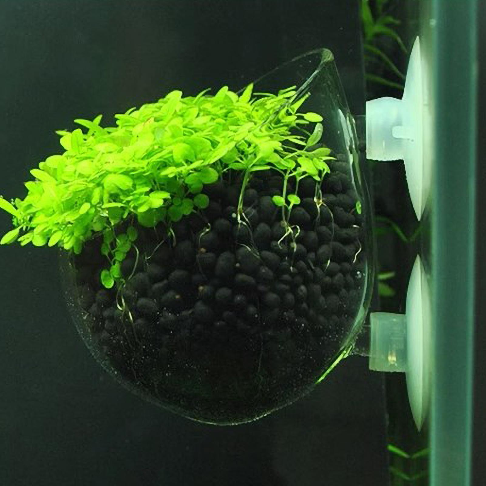 Aquarium Plants Live - 水槽用植物ホルダー ガラス製水草ポット 吸盤付き 生きた植物 魚タンクホルダー 水草プランター