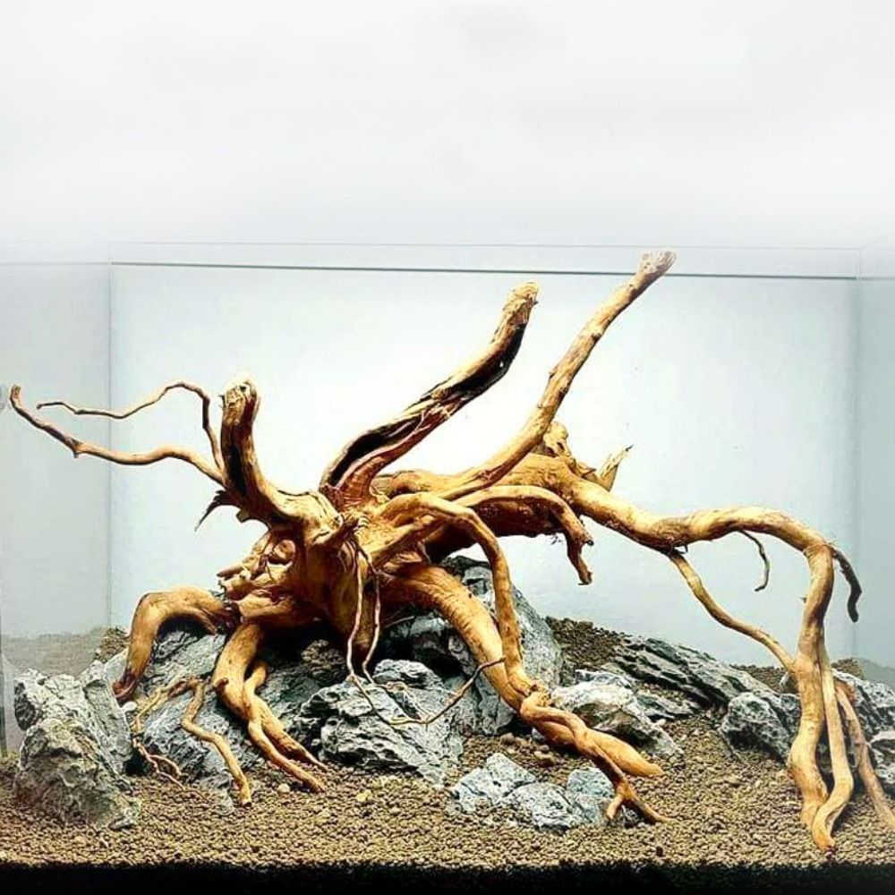 Aquarium Driftwood - 20-25CM大型水槽流木天然魚タンク植物装飾ツリーフィッシュボウル切り株水槽フィッシュタンク造園装飾ペット用