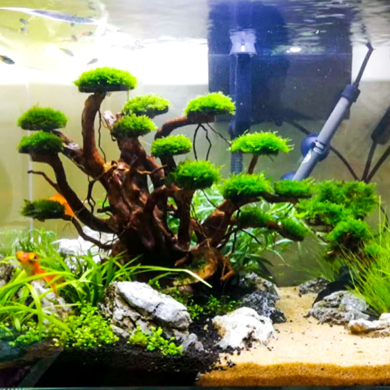 Aquarium Moss - 水槽造景用モスツリースケルトン仕上げ済み流木シャクナゲ根飾りアクアスケープデコレーション