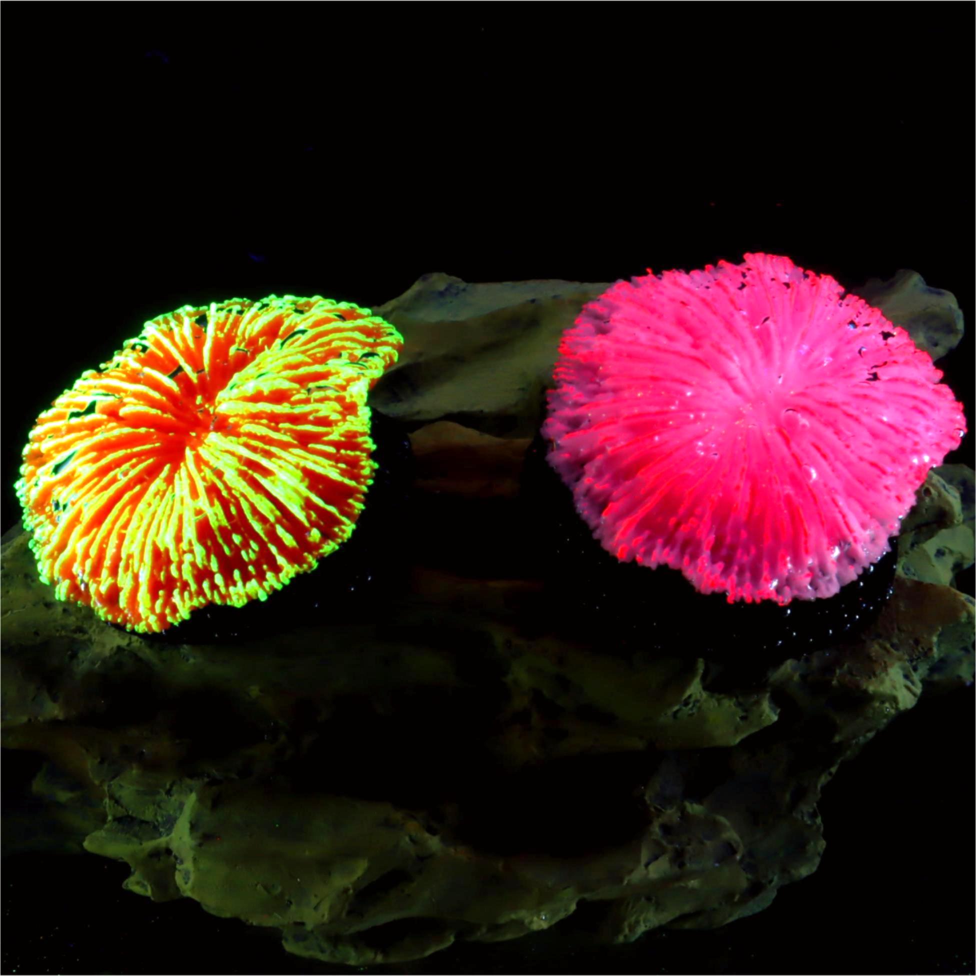 1個入り水槽装飾ソーコーラル、ミニ蛍光コーラル、水槽の景観装 - Aquarium Plants Live のレビューと価格