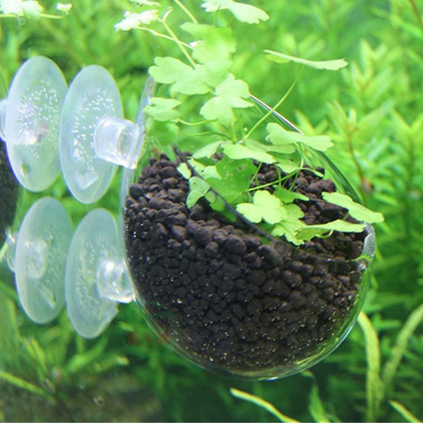 水槽用植物ホルダー ガラス製水草ポット 吸盤付き 生きた植物 - Aquarium Plants Live のレビューと価格