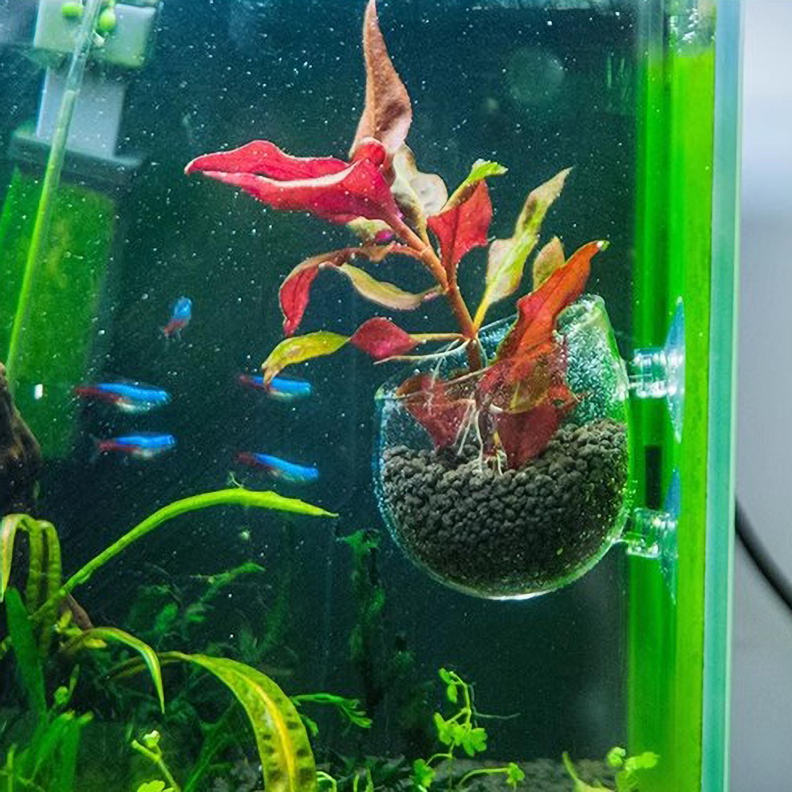 水槽用植物ホルダー ガラス製水草ポット 吸盤付き 生きた植物 - Aquarium Plants Live のレビューと価格