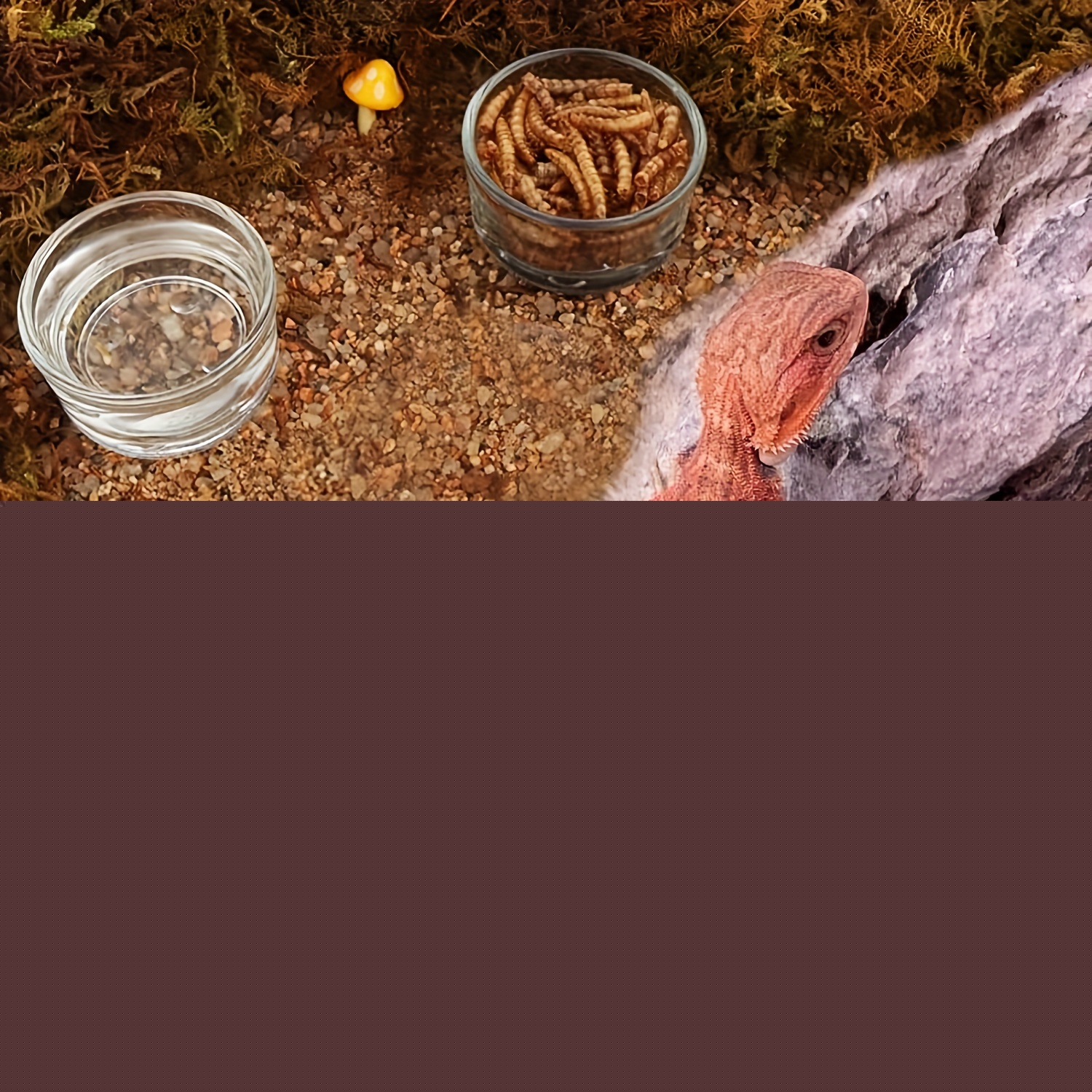 ガラス水槽ミニサイズエビ餌皿水槽魚タンク爬虫類フィーダーボウ - Aquarium Fertilizer のレビューと価格