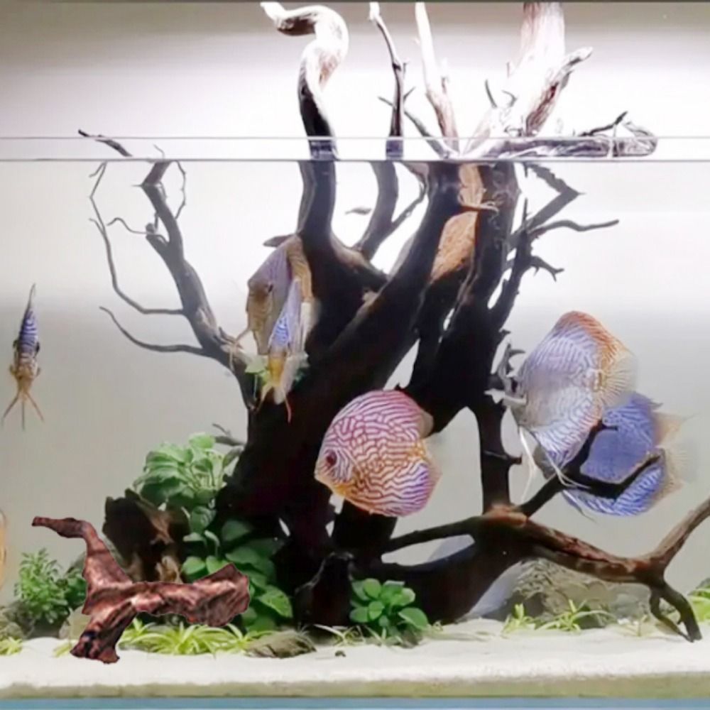 創造的な不規則な形の珊瑚ウッド、天然ウッド、流木、松の木の根 - Aquarium Driftwood のレビューと価格