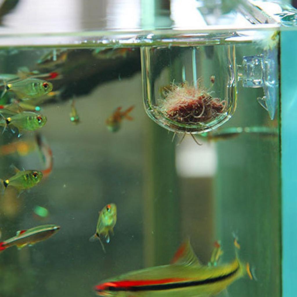 強力な吸盤が付いた、生きたミミズや水草を飼育するための、ガラ - Aquarium Plants Live のレビューと価格